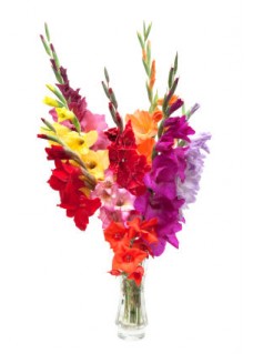 Mix Gladiolus Bouquet