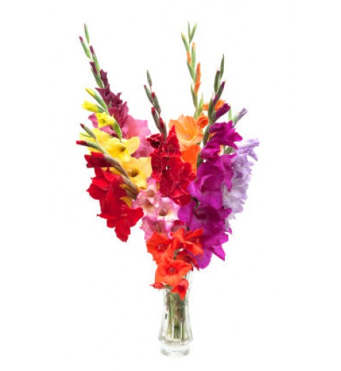 Mix Gladiolus Bouquet